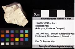 Foto (Objket + Etiketten) von Decapoda indet. 